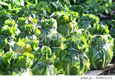冬の白菜畑 84663111