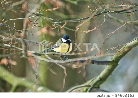 one greathungry great tit in the winter tit on a tree at a cold and sunny winter day 84663162