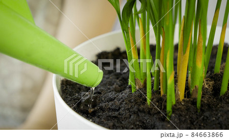 Macro shot of watering fresh green plant sprouts in plastic pot 84663866