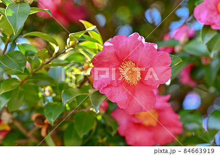 山茶花 84663919