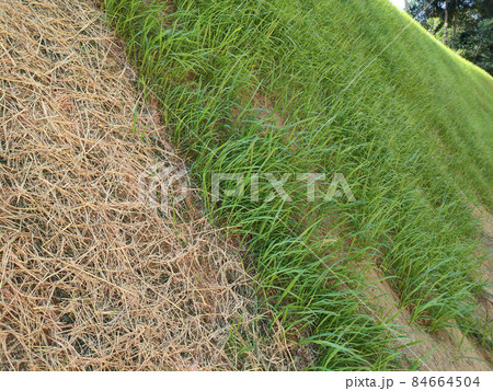 Permanent slope protection with grass using the hydroseed method. The grass is used to stabilize the slope structure and prevent slope erosion. Effective and less maintenance.  84664504