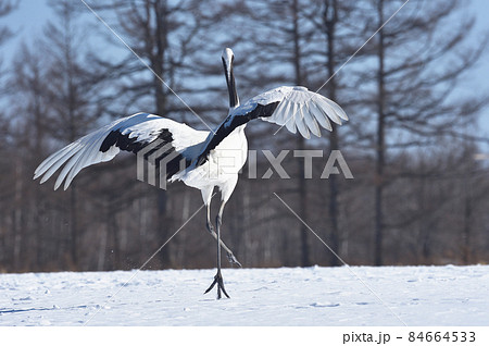 踊るタンチョウ（北海道・鶴居） 84664533