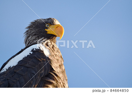晴天の道東で出会ったオオワシ（北海道） 84664850