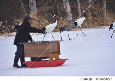 珍しい!タンチョウの群れに混ざるクロヅル(北海道) 珍しい!タンチョウの群れに混ざるクロヅル(北海道) 84665057