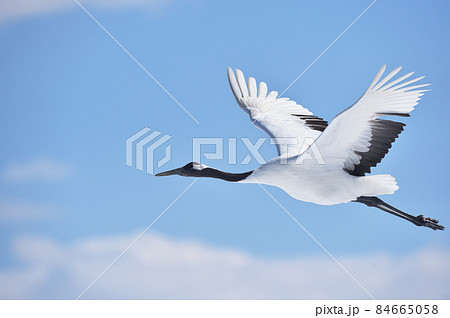 青空の下で飛ぶタンチョウ(北海道・鶴居) 青空の下で飛ぶタンチョウ(北海道・鶴居) 84665058