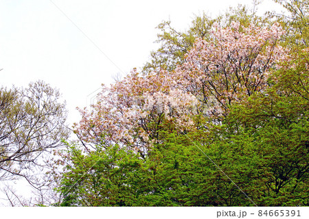 【東京】春の明治神宮宝物殿前広場　満開の桜と緑のコントラスト 84665391