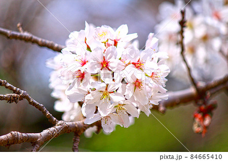 東京】春の明治神宮宝物殿前広場 ビビッドな満開の桜（アップ）の写真