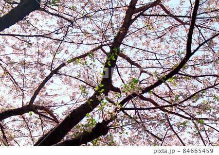 【東京】春の明治神宮　首都高沿いの都会の桜 84665459
