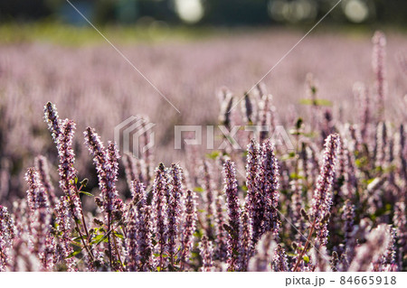 １２月 師走 十二月 84665918