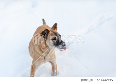 A cheerful and kind dog walks in the park in winter, plays in the snow.  84666445