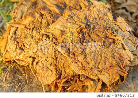 Dry tobacco leaves close-up. Background texture. Tobacco cultivation for cigarettes and cigars 84667213