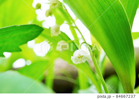 下から見た自生している小さな白い鈴蘭の花のアップ 84667237