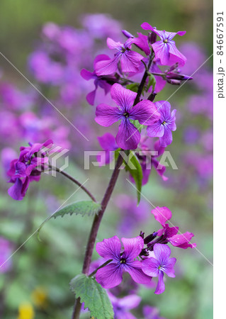 Lunaria Annua Honesty Flowers 84667591