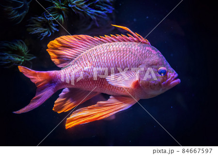 Swallowtail Sea Perch Marine Goldfish Swallowtail Sea Perch Marine Goldfish 84667597