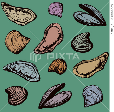 Oyster. Vector drawing Oyster. Vector drawing 84668229