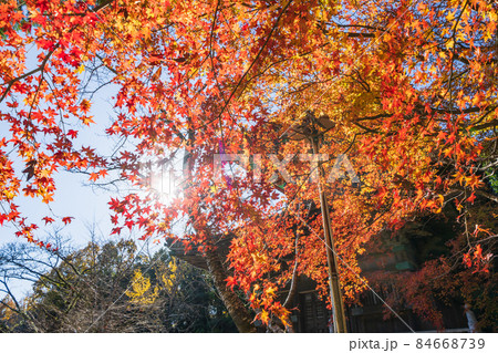 【第8番札所】熊谷寺　紅葉【四国八十八箇所】 84668739