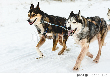 Leader of pack sled Husky dogs happy to run by snow path 84669497