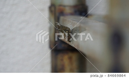 こんなところでシロオビアゲハがサナギに 84669864