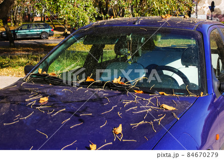 Yellow autumn leaves on the hood of a car 84670279