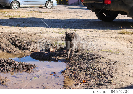 A stray cat drinks water from a puddle 84670280