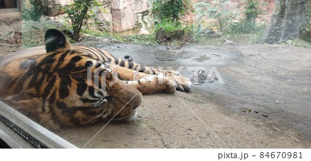 年賀状素材:寅年の干支の動物である虎(トラ) 84670981