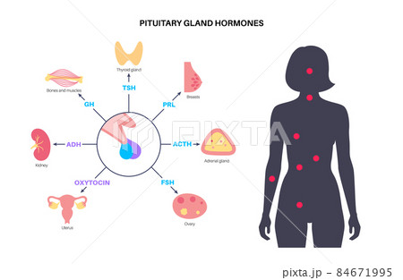 Pituitary gland hormones 84671995