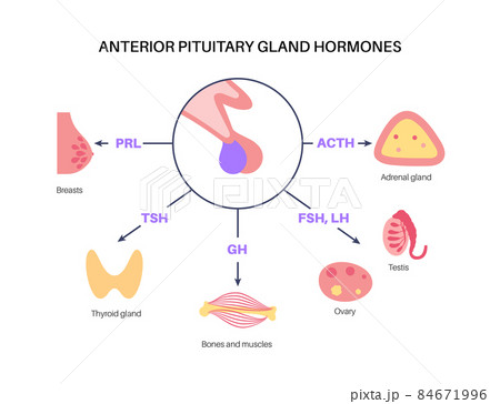 Pituitary gland hormones 84671996