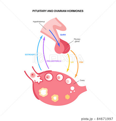 Female reproductive hormones 84671997