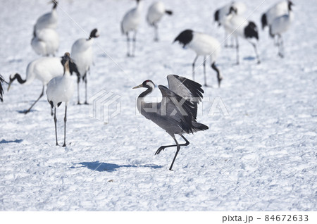珍しい！タンチョウの群れに混ざるクロヅル（北海道） 84672633