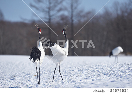 青空の下で鳴きかわすタンチョウ（北海道・鶴居） 84672634