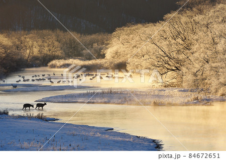 朝日に染まる樹氷に包まれたタンチョウのねぐらに現れたエゾシカの群れ(北海道・鶴居) 朝日に染まる樹氷に包まれたタンチョウのねぐらに現れたエゾシカの群れ(北海道・鶴居) 84672651