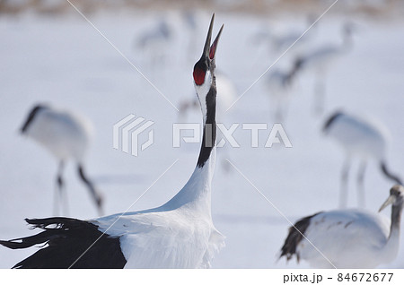 天を仰いで鳴くタンチョウ(北海道) 天を仰いで鳴くタンチョウ(北海道) 84672677
