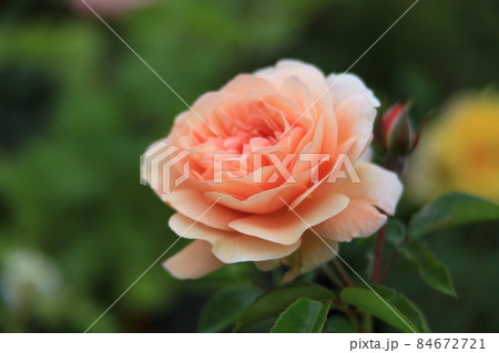 バラの花_いわみざわ公園 バラの花_いわみざわ公園 84672721