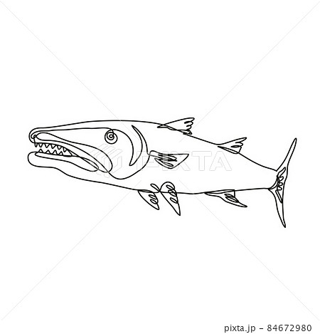 Barracuda or Cuda Predatory Ray-Finned Fish Viewed from Side Continuous Line Drawing Barracuda or Cuda Predatory Ray-Finned Fish Viewed from Side Continuous Line Drawing 84672980