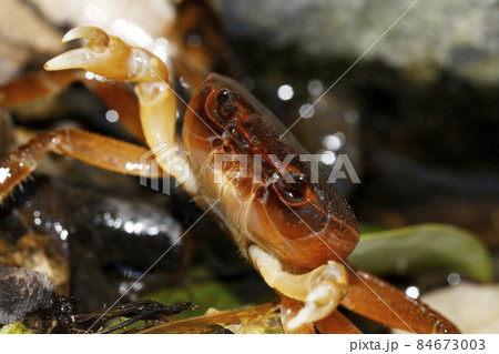 サワガニ 84673003