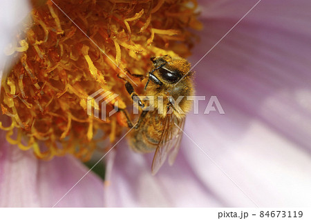 コウテイダリアの花に吸蜜するセイヨウミツバチ コウテイダリアの花に吸蜜するセイヨウミツバチ 84673119