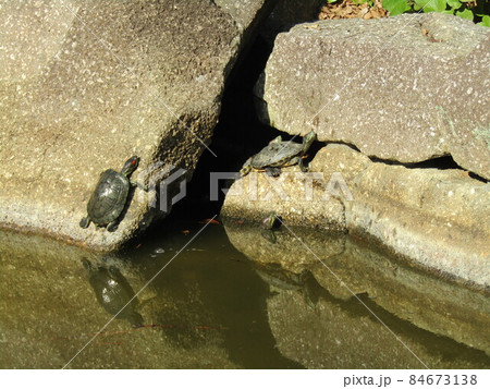 稲毛海浜公園の浜の池にの亀 稲毛海浜公園の浜の池にの亀 84673138
