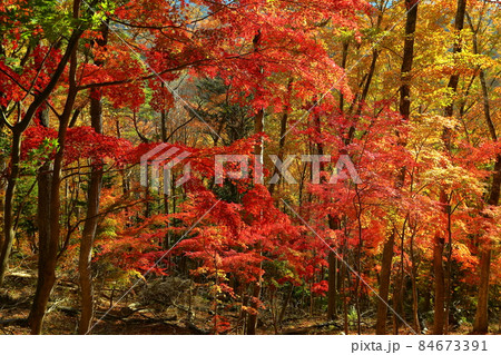 山梨県南都留郡鳴沢村　紅葉台登山道の鮮やかな紅葉 84673391