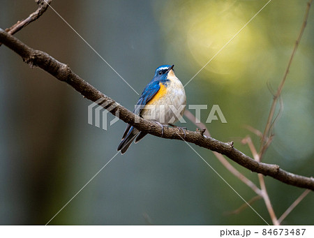 竹林のルリビタキ 84673487