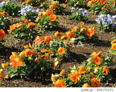 可愛いオレンジ色と空色の花はビオラの花 84673533