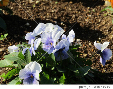 可愛い空色の花はビオラの花 可愛い空色の花はビオラの花 84673535