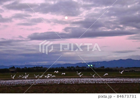 下池の白鳥 84673731