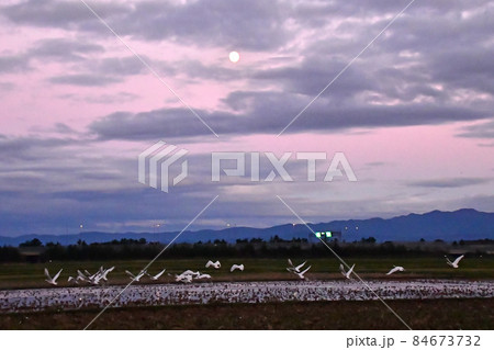 下池の白鳥 84673732