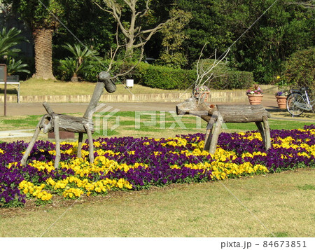 可愛い黄色と紫色の花はビオラの花 可愛い黄色と紫色の花はビオラの花 84673851