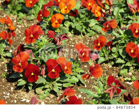 可愛い赤色の花はビオラの花 可愛い赤色の花はビオラの花 84673854