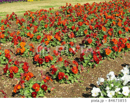 可愛い赤色と白色の花はビオラの花 可愛い赤色と白色の花はビオラの花 84673855