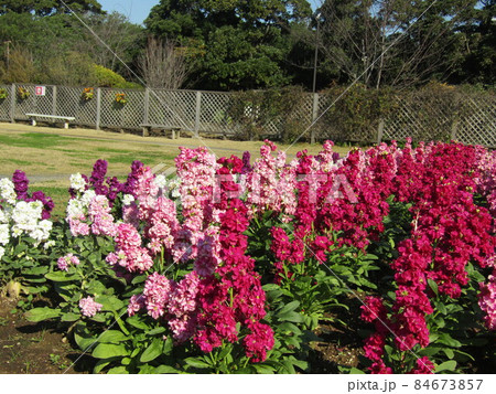 花期の長いストックの赤色と桃色と紫色の花 花期の長いストックの赤色と桃色と紫色の花 84673857