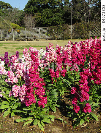 花期の長いストックの赤色と桃色と紫色の花 84673858