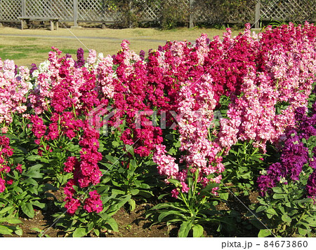 花期の長いストックの赤色と桃色と紫色の花 84673860