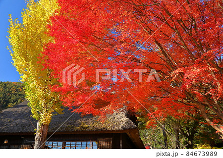 山梨県南都留郡富士河口湖町西湖 西湖いやしの里根場の紅葉 山梨県南都留郡富士河口湖町西湖 西湖いやしの里根場の紅葉 84673989